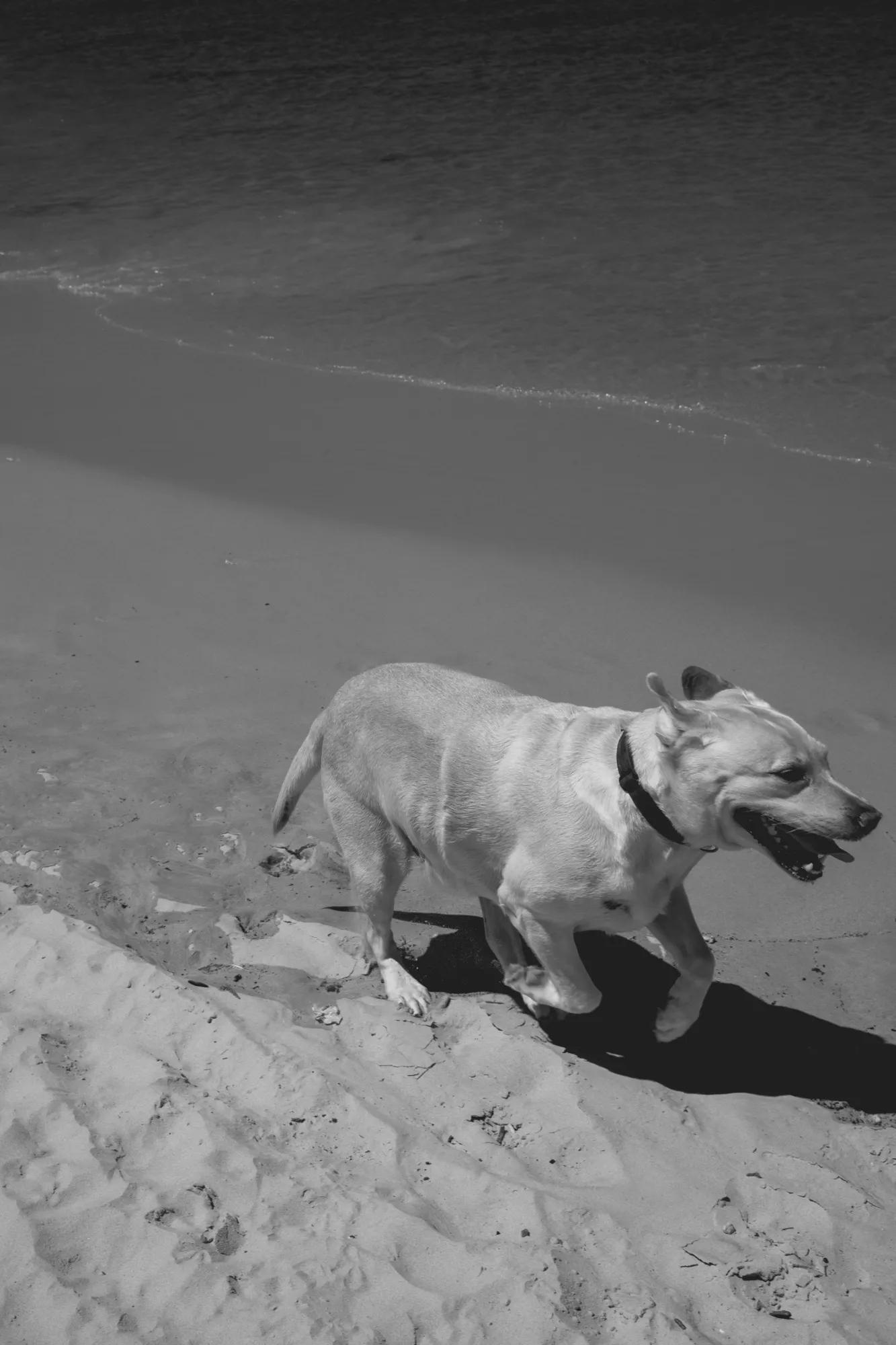 2022-02-14 - Cape Town - Dog running on the beach